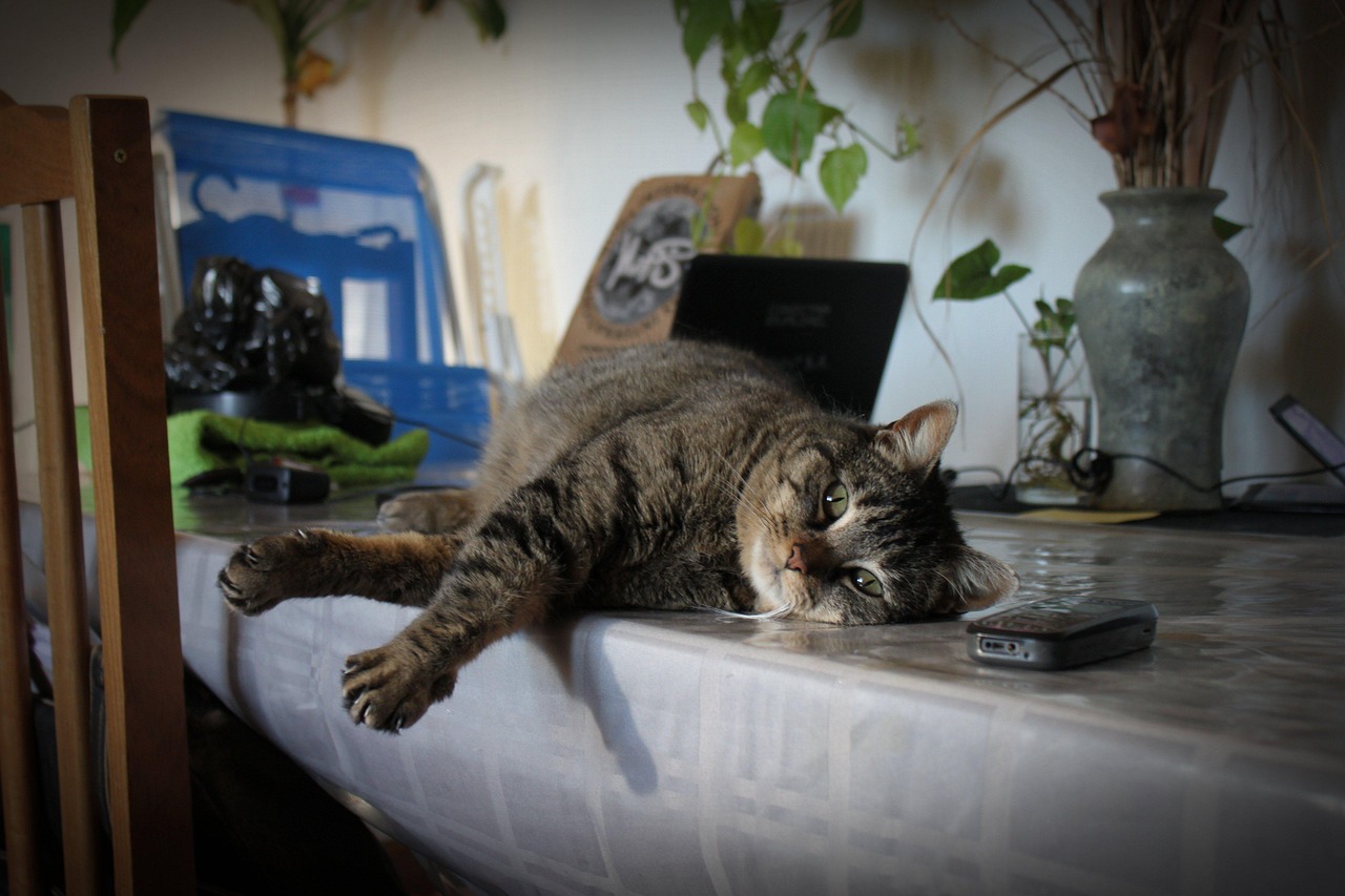金钱猫上市，市场新宠还是挑战？